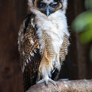 Brown Wood Owl Chick / Hamerton / 23-6-21