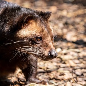 Sumatran white-bearded civet / Hamerton / 23-6-21