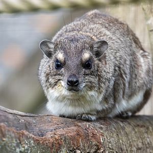 Bruce's yellow-spotted Hyrax / Hamerton / 23-6-21