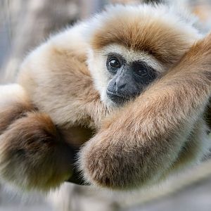White-handed or Lar Gibbon / Hamerton / 23-6-21