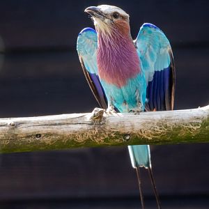 Lilac-breasted Roller / Hamerton / 23-6-21
