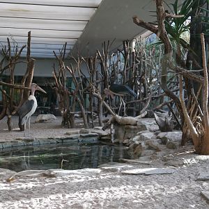 Marabou enclosure in the bird house (January 2019)