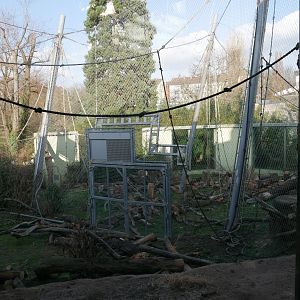 Sumatran orangutan outdoor aviaries (January 2019)