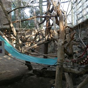 Sumatran orangutan indoor aviary (January 2019)