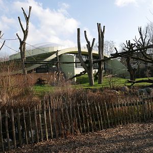 Western lowland gorilla outdoor island (January 2019)