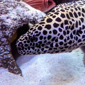 Moray Eel