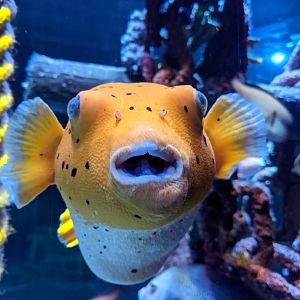 Pufferfish