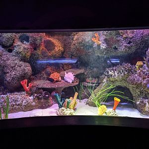 Coral Reef Tank