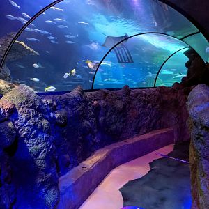 Underwater Ocean Tunnel