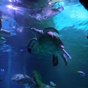 Turtle in Tropical Ocean