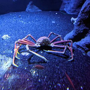 Japanese Spider Crab