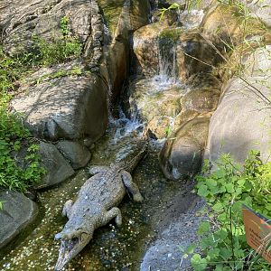 Jun. 2021 - Forests - Crocodile Statue & Waterfall