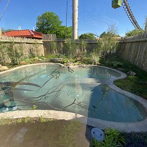 Jun. 2021 - New! Alligators & Crocodiles: The Fight to Survive - American Alligator Exhibit