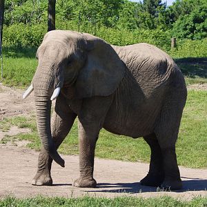 Jun. 2021 - Plains - African Elephant