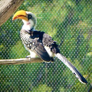 Jun. 2021 - Plains - Yellow-billed Hornbill