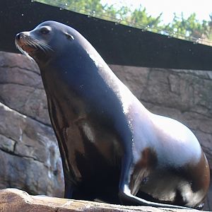 Jun. 2021 - Oceans - California Sea Lion