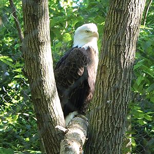 Jun. 2021 - Forests - Bald Eagle