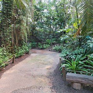 Path in the middle of the jungle (July 2020)