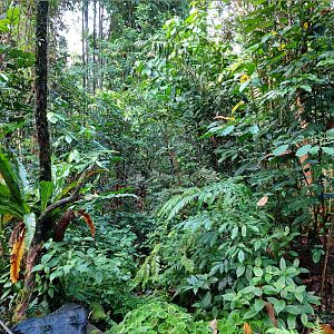 Vegetation in Masoala Rainforest (July 2020)