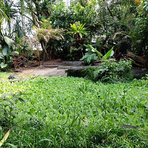 Aldabra giant tortoise enclosure (July 2020)