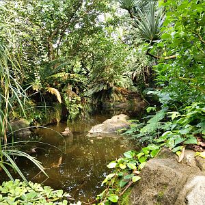 View on a pond (July 2020)