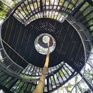 Stairs to the canopy view (July 2020)
