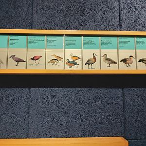 Sign with the different species who live in Masoala Rainforest (July 2020)