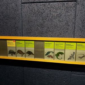 Sign with the different species who live in Masoala Rainforest (July 2020)