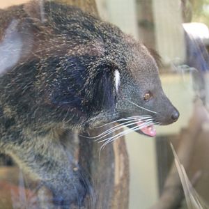 Palawan bearcat (Arctictis binturong whitei)