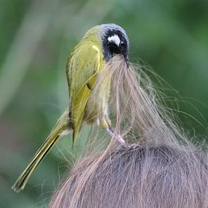 White-eared Honeyeater