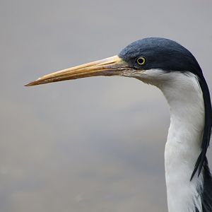 Pied Heron