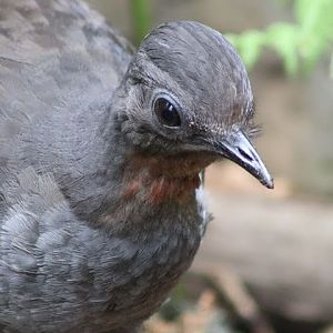 Superb Lyrebird