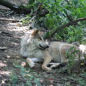 Mexican wolf (Canis lupus baileyi)