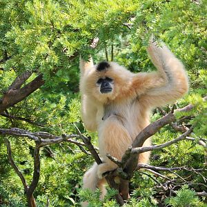 Buff-cheeked gibbon (Nomascus gabriellae)
