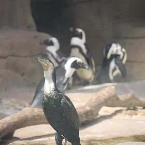 White-breasted cormorant in front of African Penguins