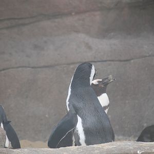African penguins (Spheniscus demersus)