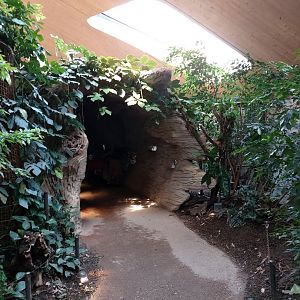 Fake tree tunnel that houses different small species like Javan chevrotain or Bali myna (July 2020)