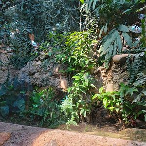 Black-breasted leaf turtle exhibit (July 2020)