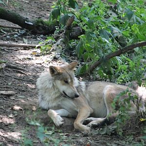 Mexican wolf (Canis lupus baileyi)