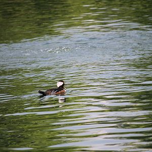 Hooded merganser (Lophodytes cucullatus)