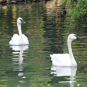 Trumpeter swan (Cygnus buccinator)