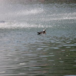 Hooded merganser in front of Fountain