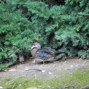 Wood duck (Aix sponsa)