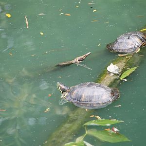 Red-eared sliders
