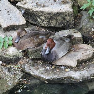 Redhead (Aythya americana)