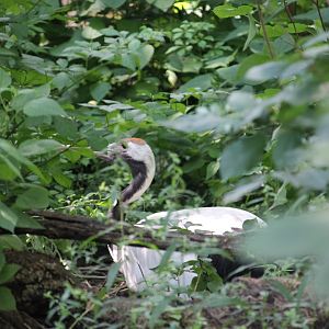 Red-crowned crane (Grus japonensis)