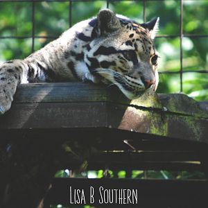 clouded leopard