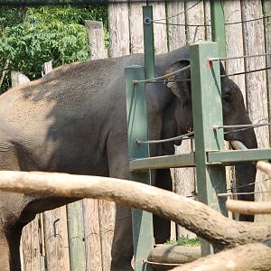 Asian Elephant Ssp. ID
