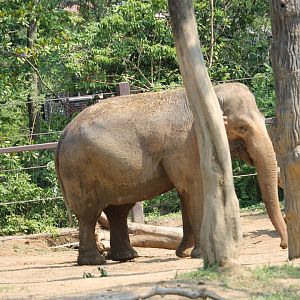Asian Elephant Ssp. ID