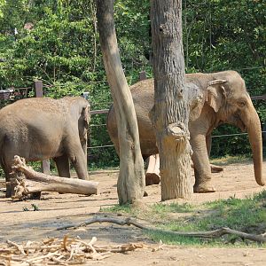 Asian Elephants Ssp. ID
